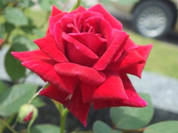  photo redscentsationcemetary2_zps7cb4b2ea.jpg